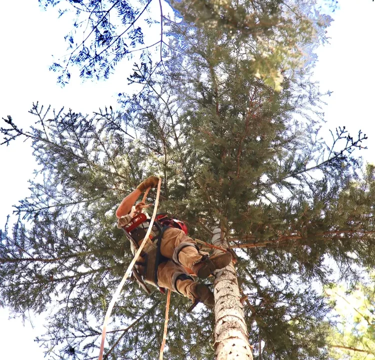 Arborist climbing tall pine tree.