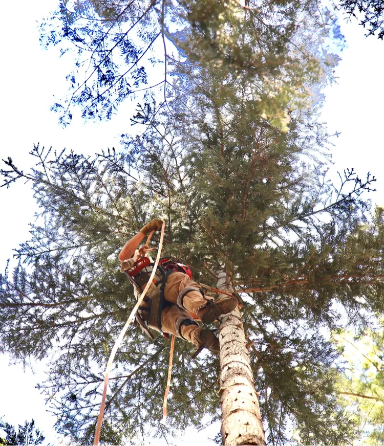 About - Tahoe Tree Care