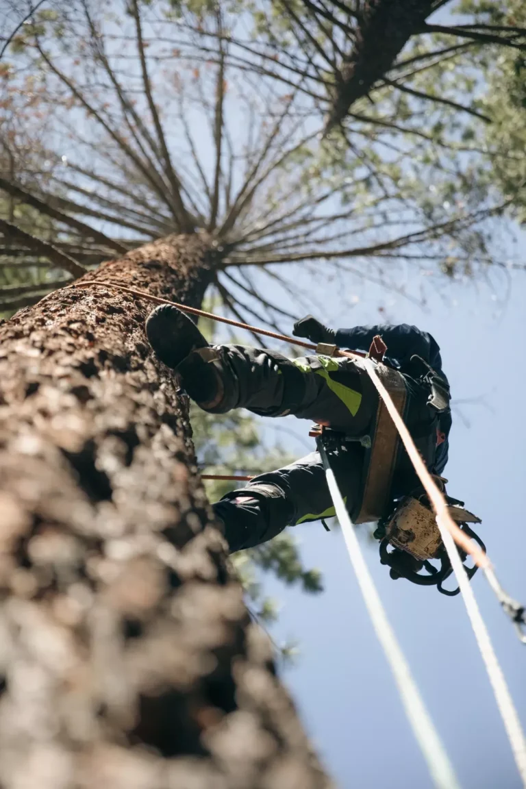 Arborist climbing large pine tree with gear for tree care.