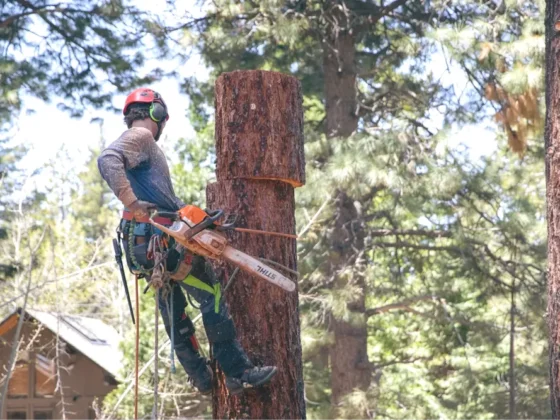 Arborist cutting tree using chainsaw at height.