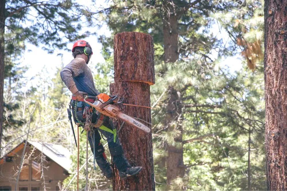 Arborist cutting tree using chainsaw at height.