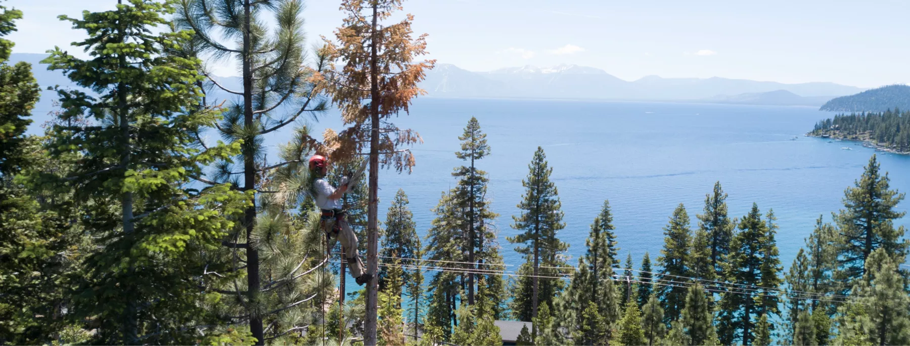 Person doing tree work by Lake Tahoe.