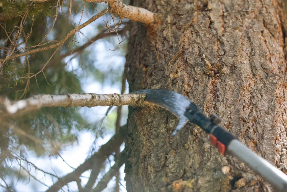 Tree pruning: saw cutting through branch close-up.