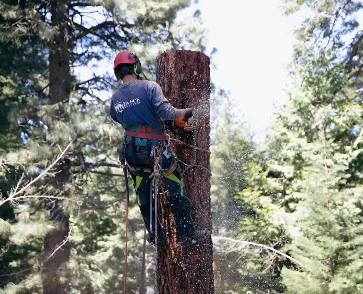 Tahoe Tree Care, Tree Care in North Lake Tahoe & Truckee, Ca.