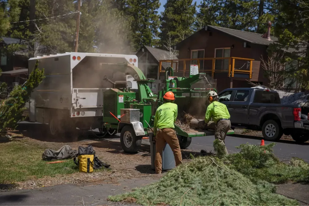 Workers feeding branches into wood chipper machine.