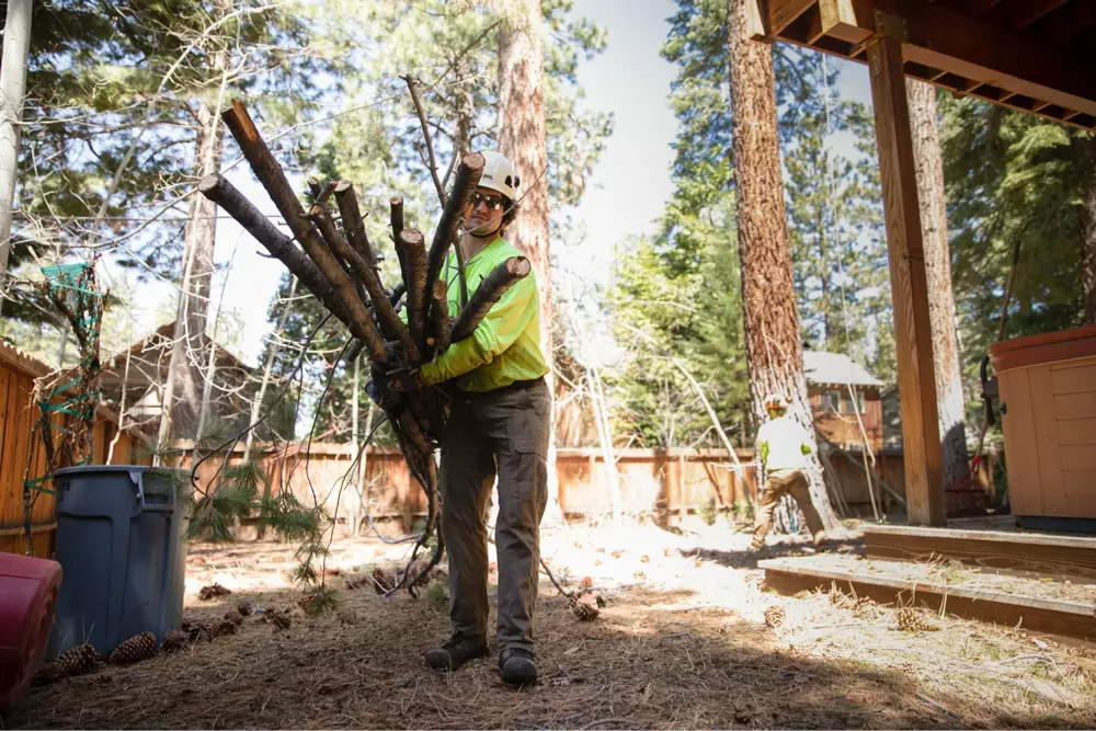 Worker carrying logs in a forested area.